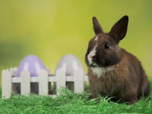 エキゾチック動物の症例報告